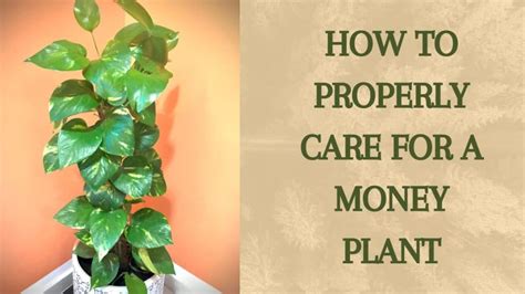 moneyplant777|How to care for a money plant .